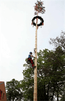 Maibaum Aufstellen