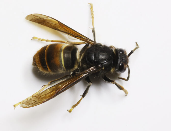 Bienenfressende Hornissenart erstmals in Österreich nachgewiesen