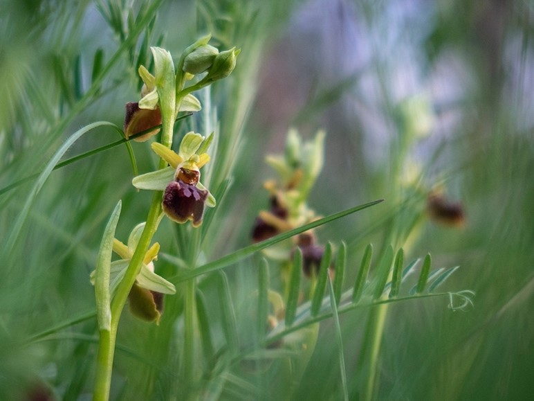 Orchideenzählung auf dem Bisamberg