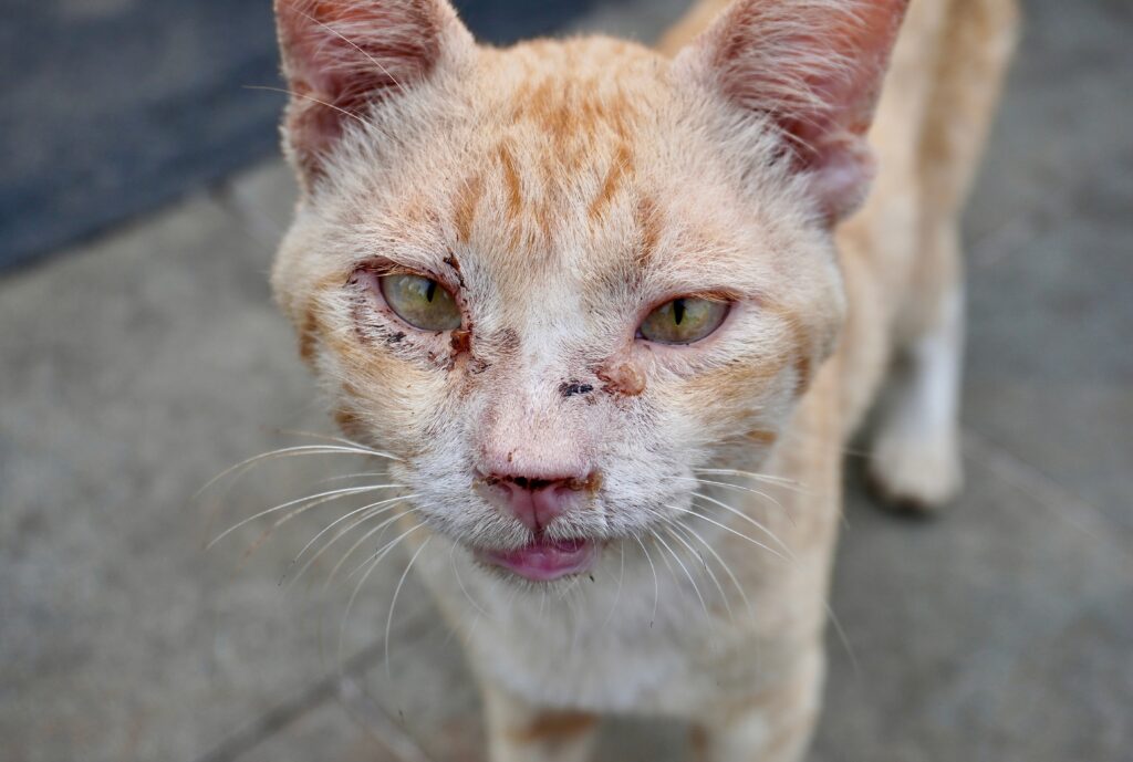 abgemagerte Streunerkatze mit Verletzungen im Gesicht