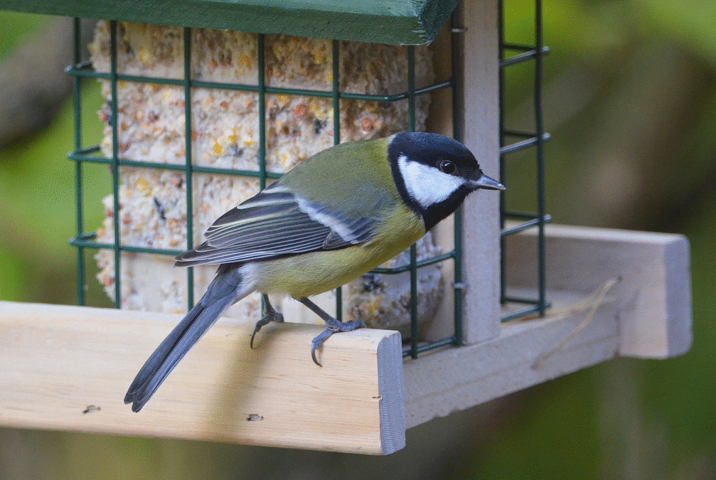 Besuch am Futterhaus – welche Meisenarten gibt es?