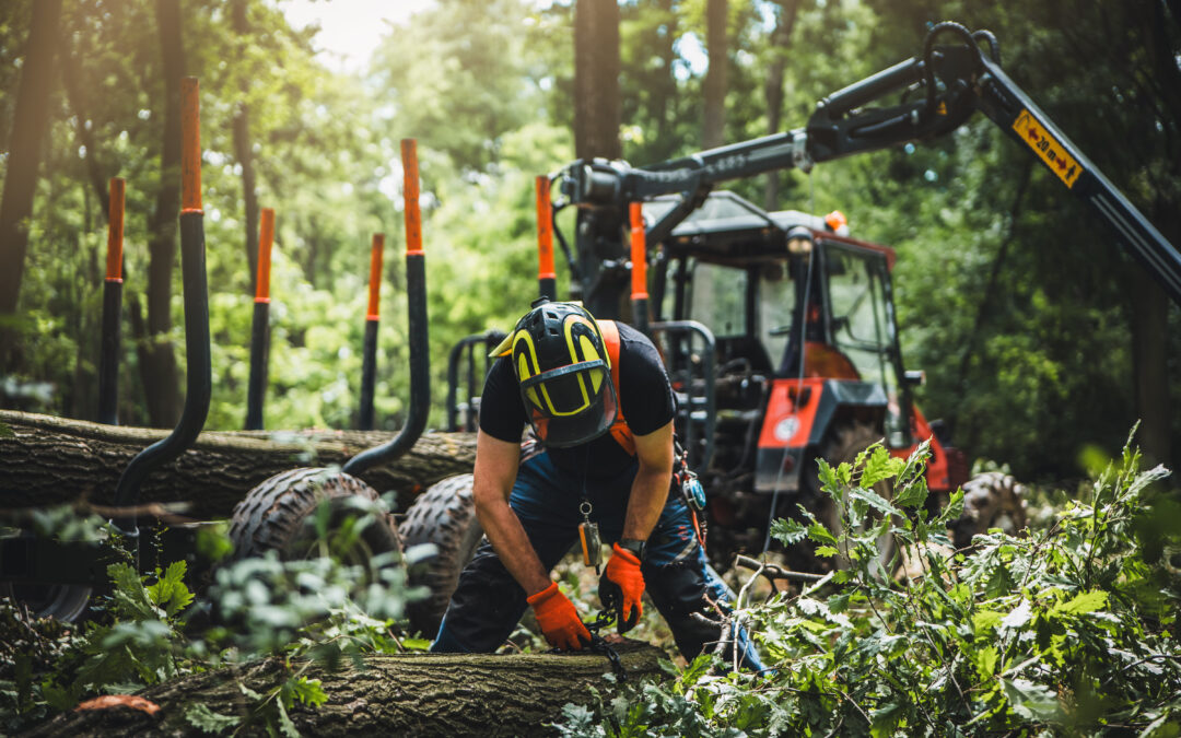 Notwendige Schlägerungsarbeiten im Bereich der Gamshöhe