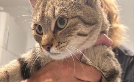 2 verwaiste Katzen in Bisamberg gefunden