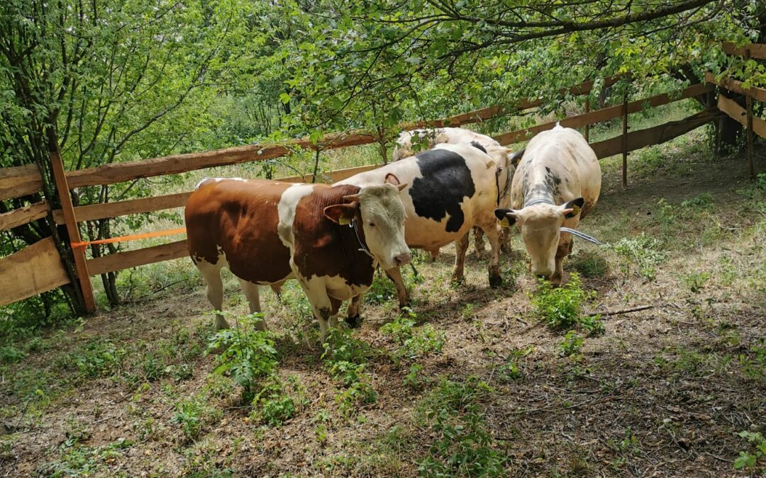 Vierbeinige Naturschützer am Bisamberg